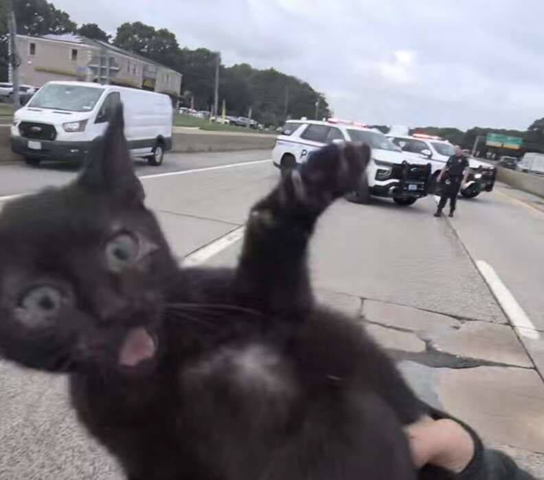 救助された子猫の様子