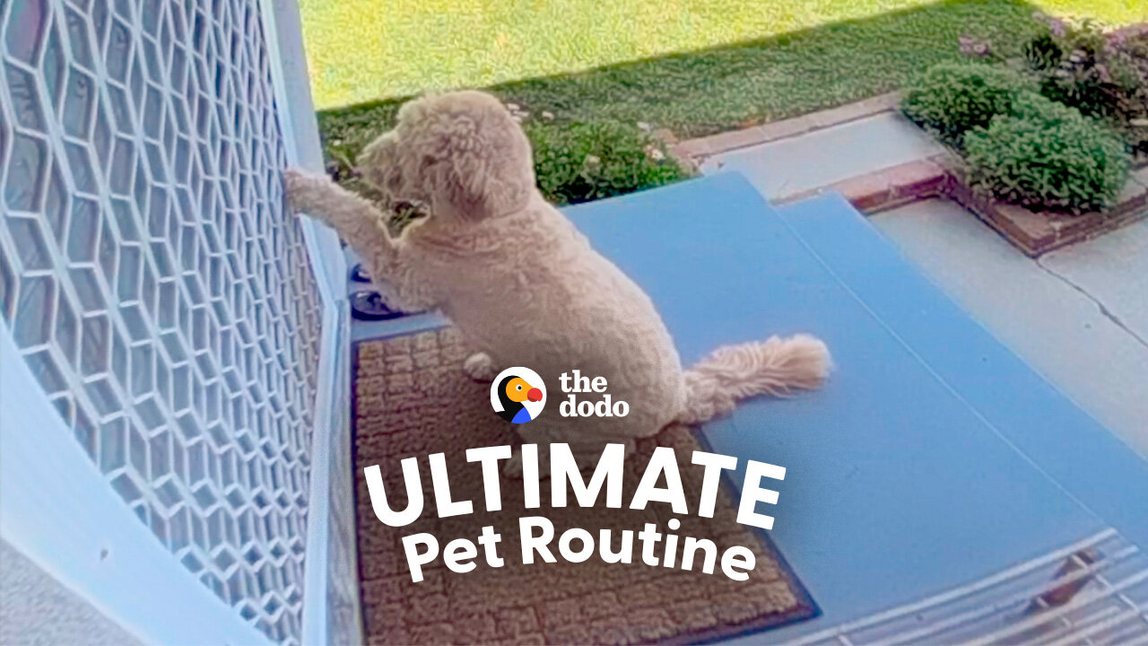 Neighbor's Dog Knocks On Their Door Every Day To Play With Their Dog
