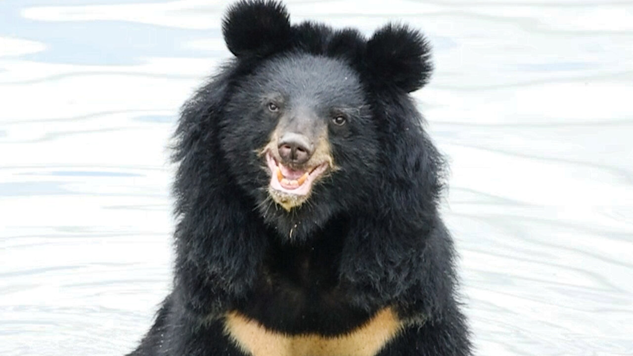 Moon Bear Sees Skies For First TIme in 27 Years