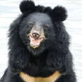 Moon Bear Sees Skies For First TIme in 27 Years