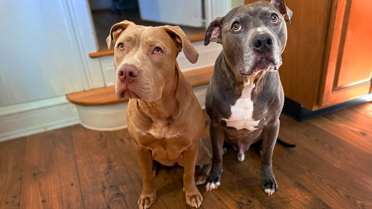 4-Week-Old Rescue Pittie Grows Up To Raise More Than 500 Puppies