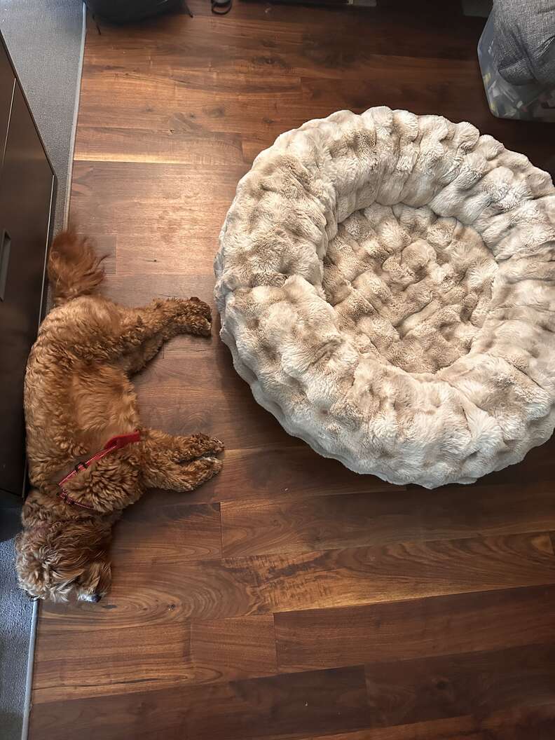 A dog sleeping on the floor next to his dog bed