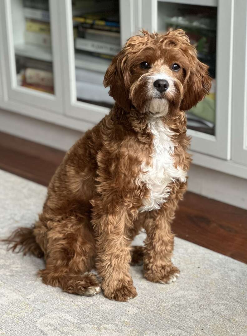 Milo the Cockapoo