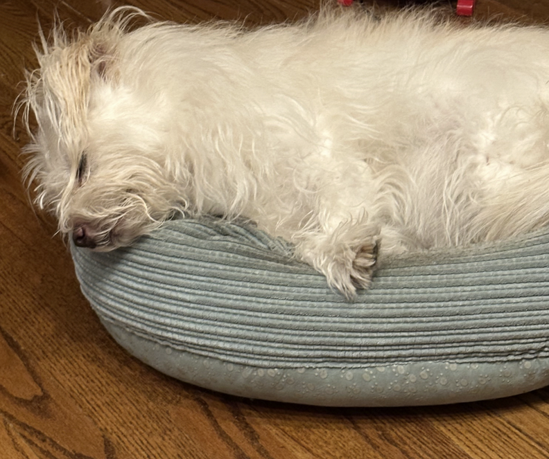 Darcy sleeping in her old dog bed