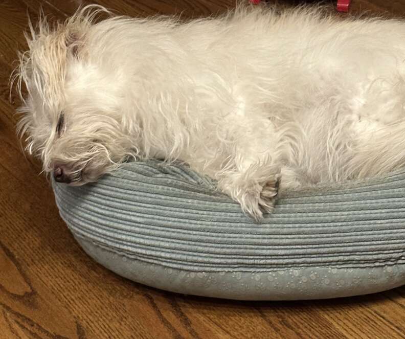 Darcy sleeping in her old dog bed