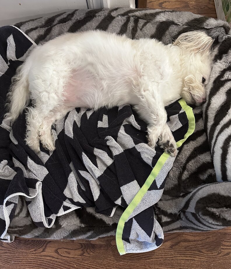 A fluffy white senior dog sleeps in a Lola Dog Bed