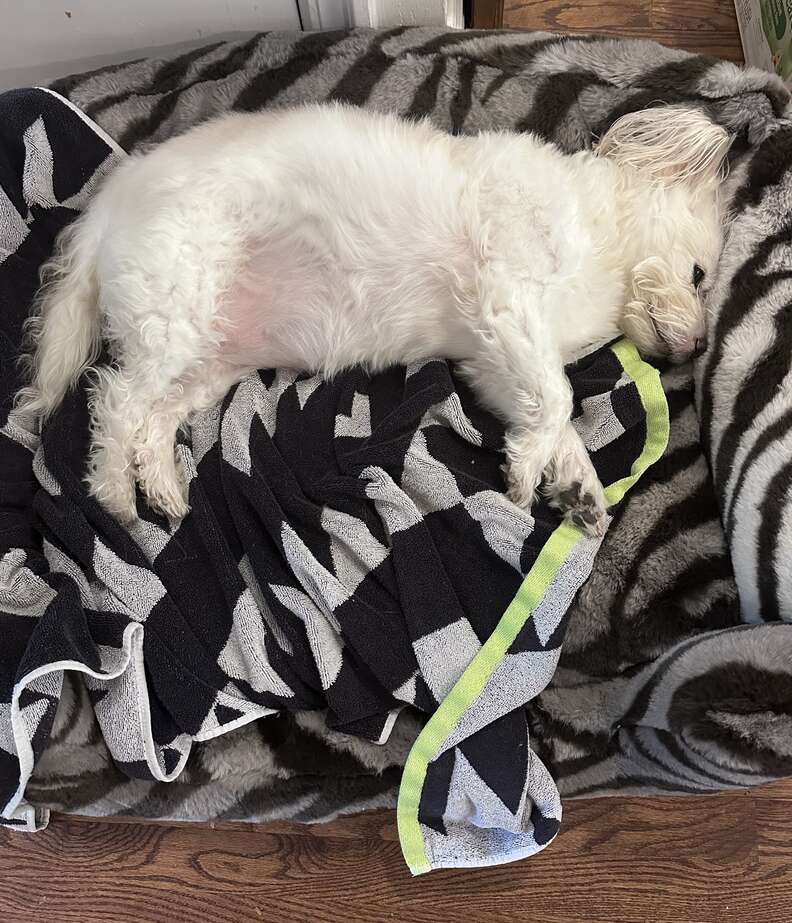 A fluffy white senior dog sleeps in a Lola Dog Bed