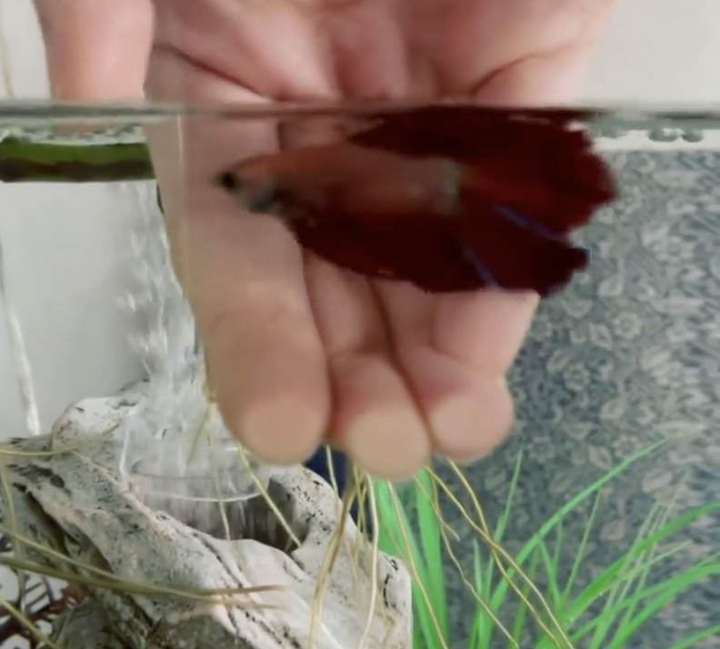 Woman Wanting To Adopt A Dog Meets A Betta Fish Who Changes Everything