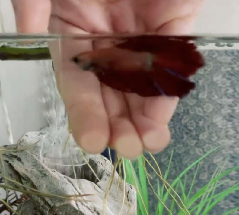 Woman Wanting To Adopt A Dog Meets A Betta Fish Who Changes Everything