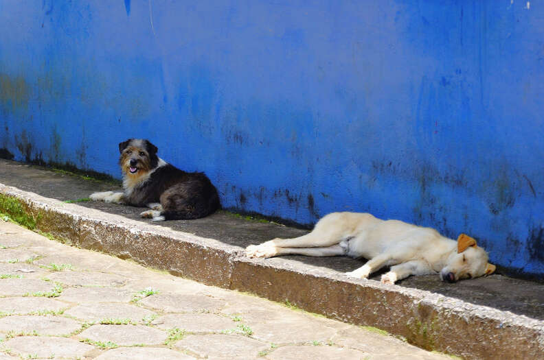 犬たち