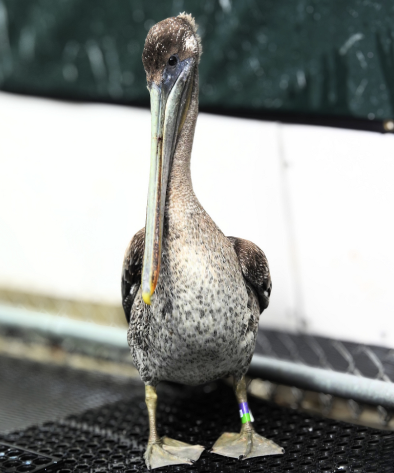 救助されたペリカン