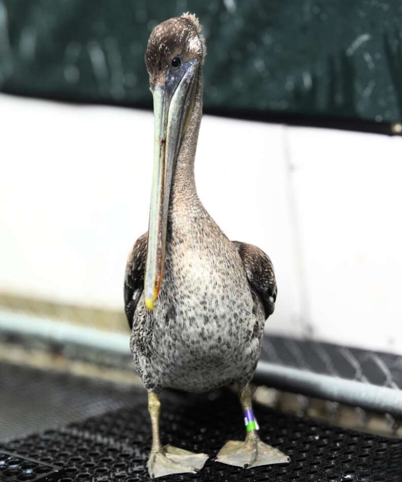救助されたペリカン