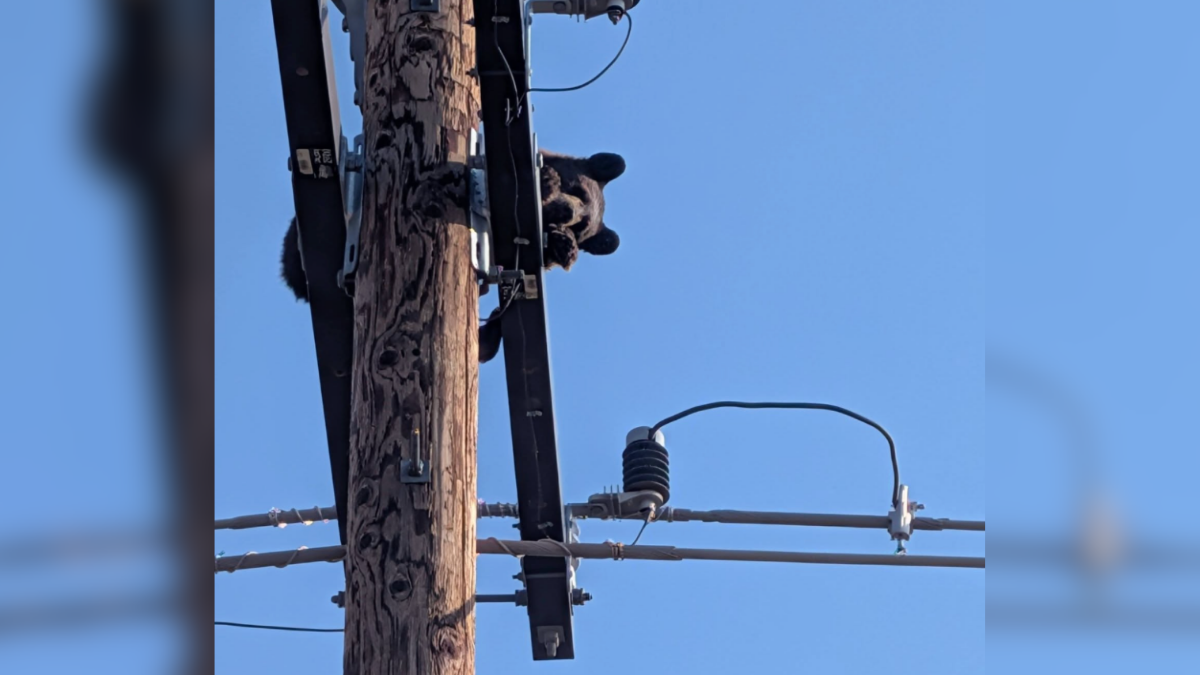 Scared Baby Climbs To Top Of Electric Pole, Forcing Workers To Cut Power