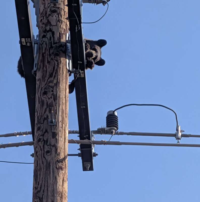 bear stuck on pole