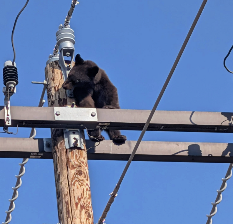 bear at top of pole