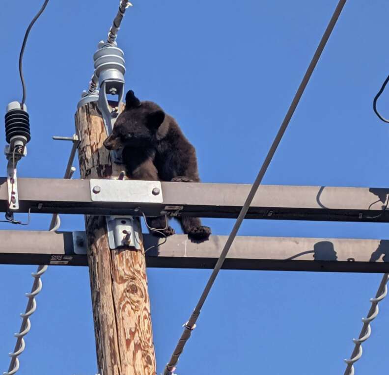 bear at top of pole