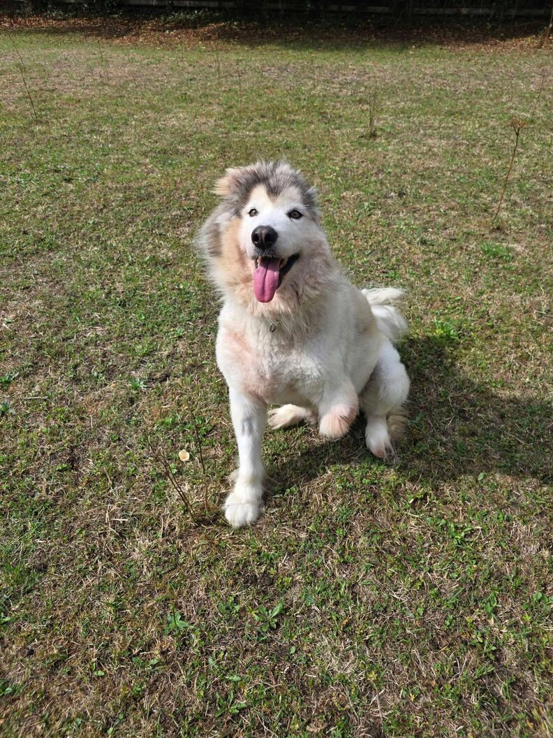 husky