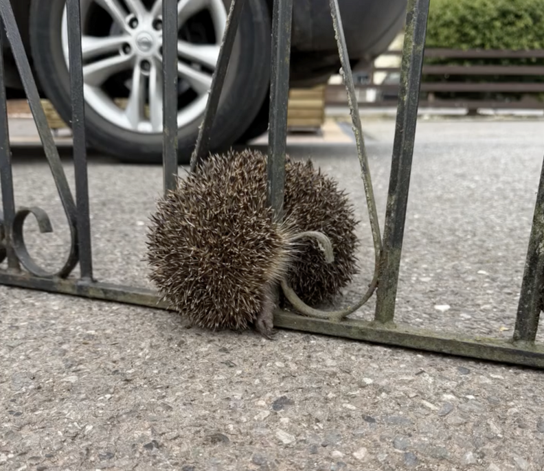 Hedgehog stuck in a garden gate