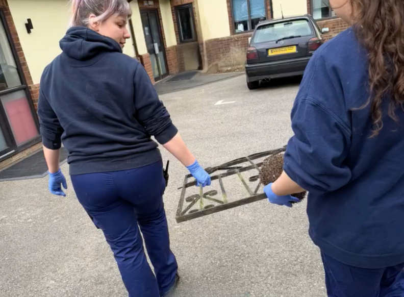 Hedgehog in a gate is brought to Vet