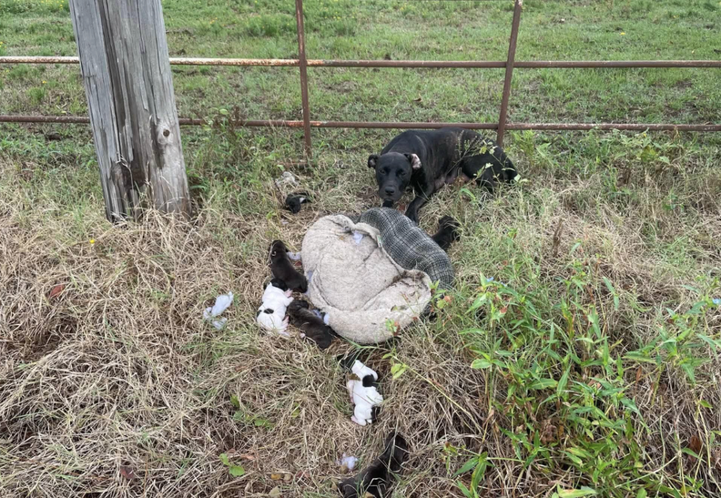 Mail Carrier Calls For Help When She Finds Entire Family Dumped In A Ditch