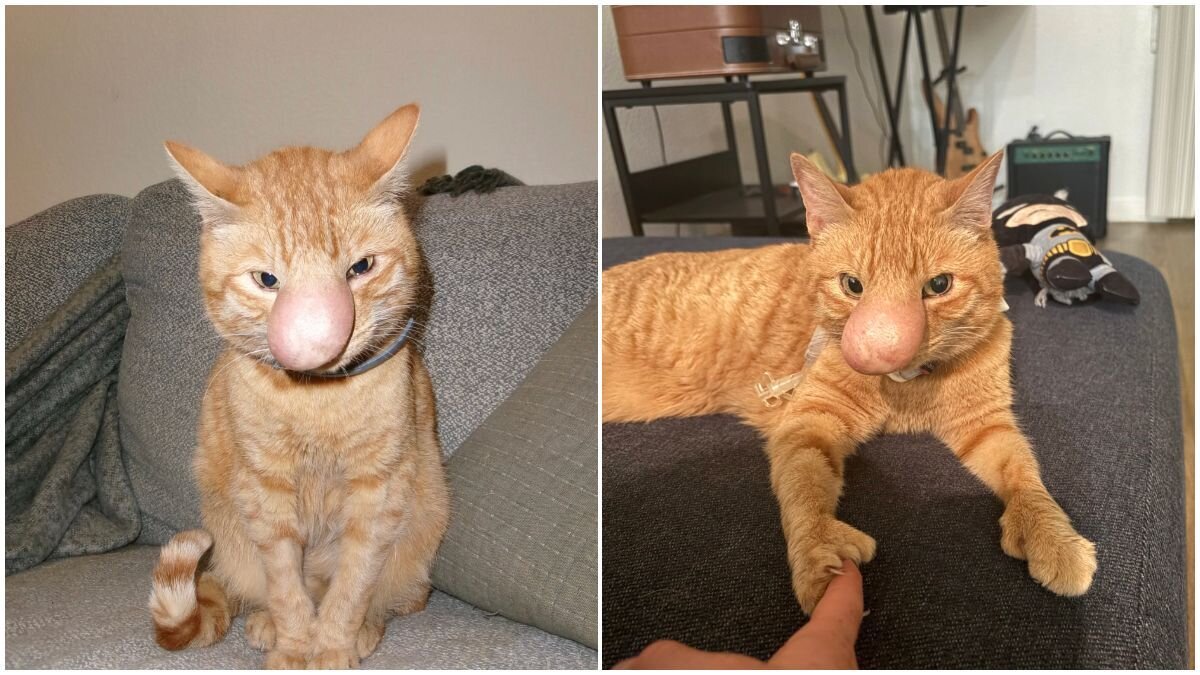Man Thinks He's Adopted A ‘Typical’ Cat Until Her Nose Starts Growing - The Dodo