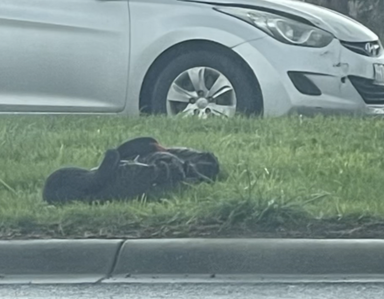 Black Swan Guards Injured Mate For Days On Highway Median As Countless Cars Pass By