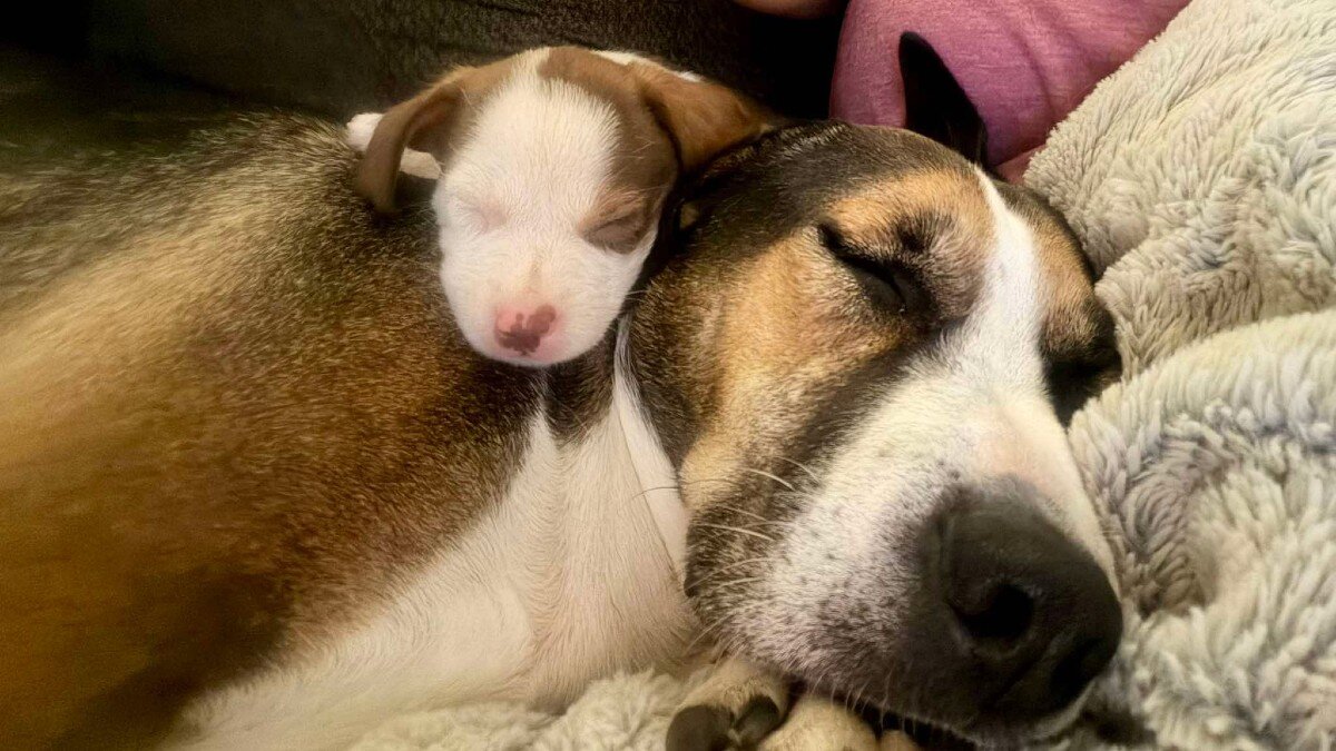 dog with a puppy on her neck