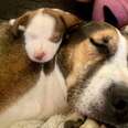 dog with a puppy on her neck