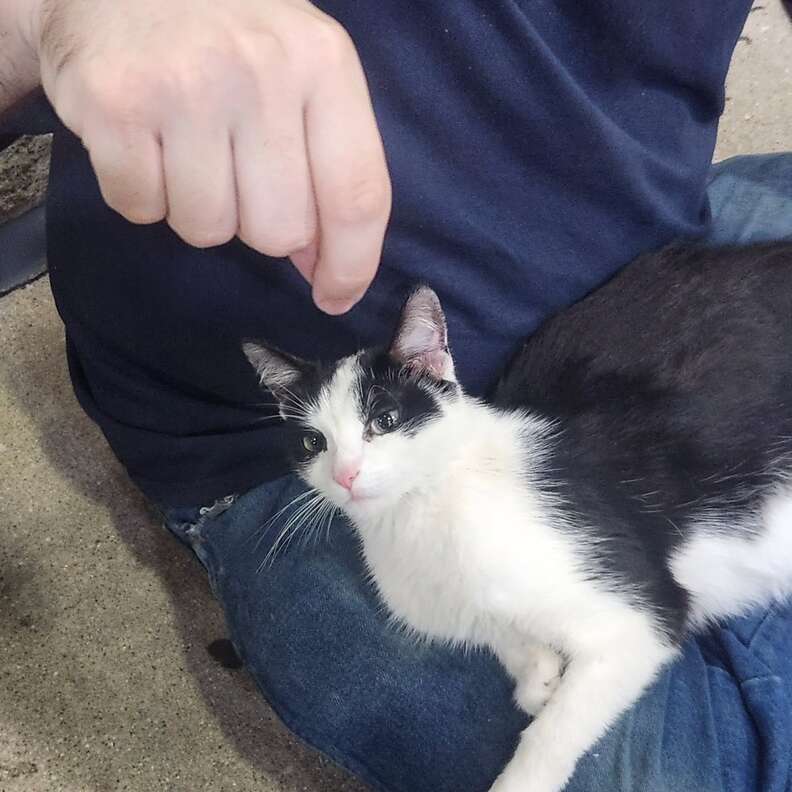 The friendly stray cat