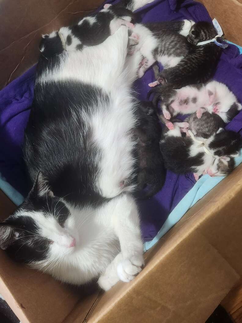 Cat relaxing in new home