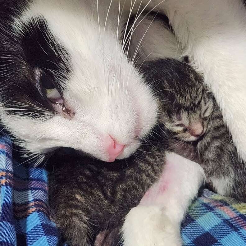 Pregnant stray cat at the gas station