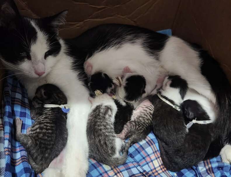 Newborn kittens