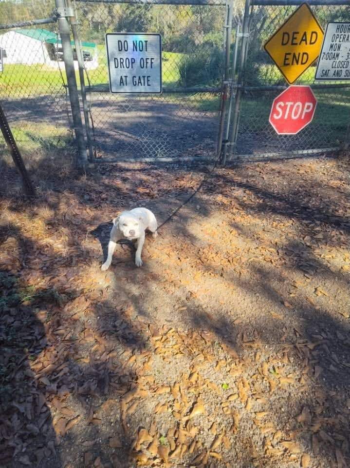 'Soaking Wet'Dog Tied To Shelter Gate Immediately Relaxes When She Finds Her People