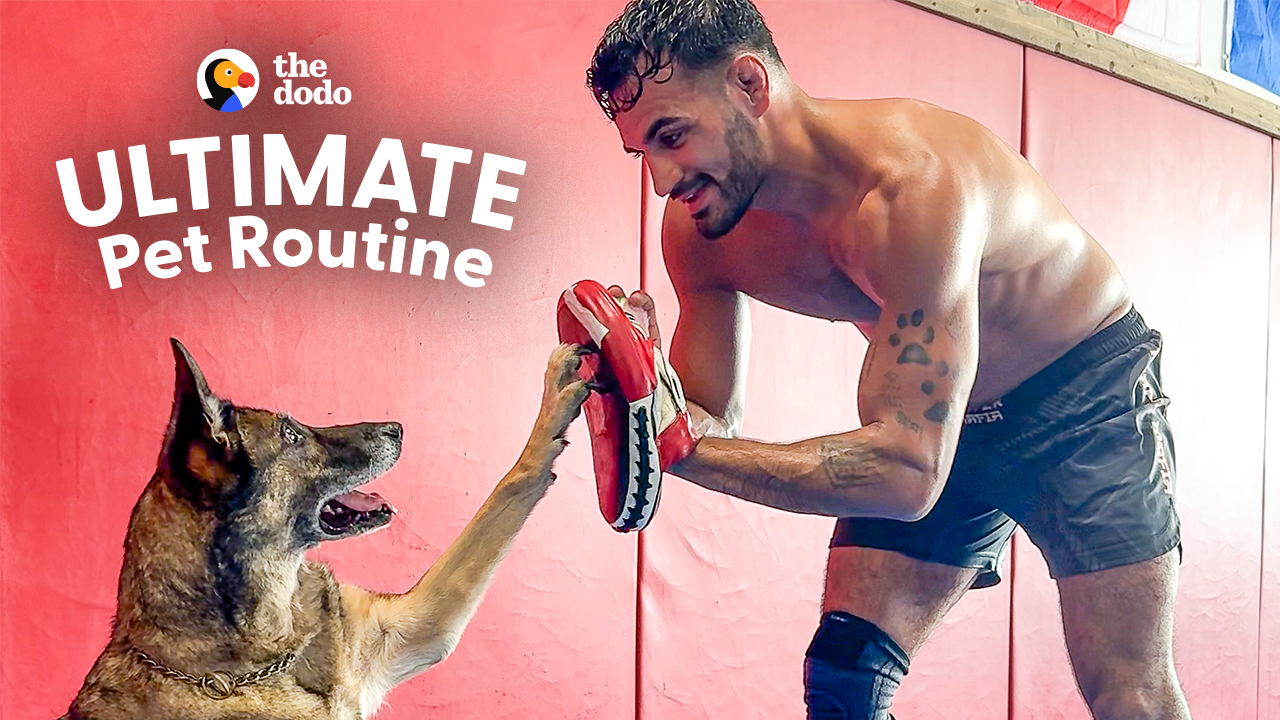 Veteran Brings His Retired Army Dog To Every MMA Training Session