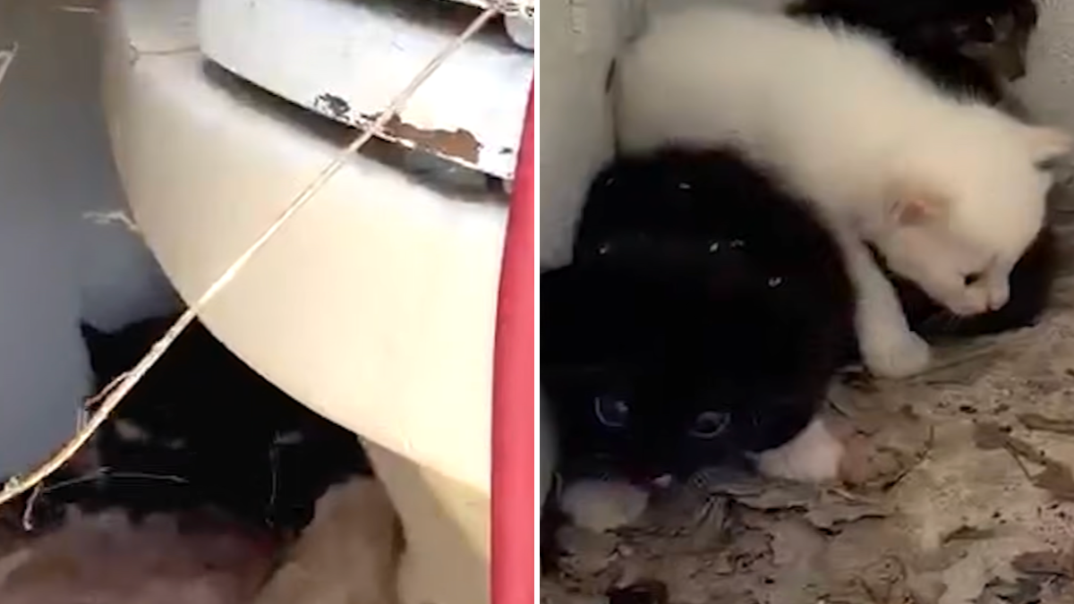 Woman Follows Cat Into A Bathroom And Finds So Many Babies Hiding Inside