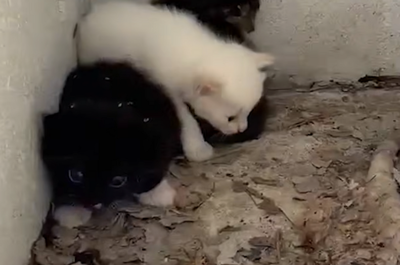 子猫