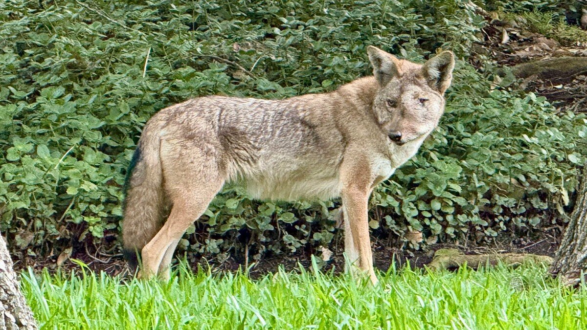Residents Of Studio City See A Wild Animal 'Looking For Help' — Then They Notice Her Face