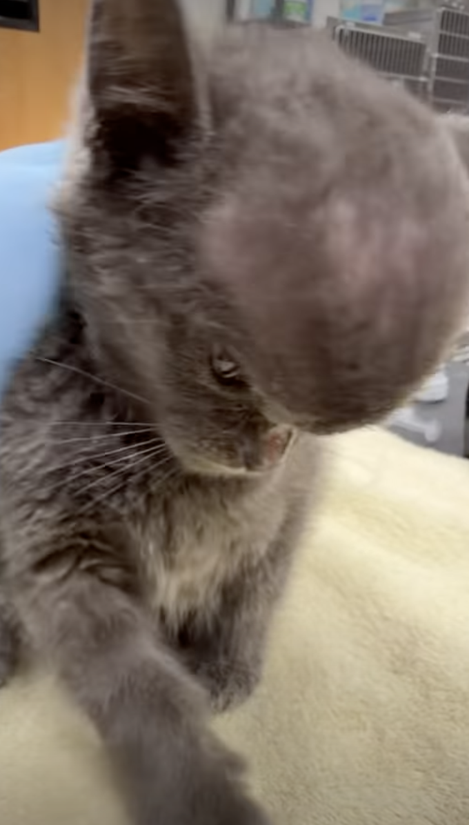 子猫のメガマインド