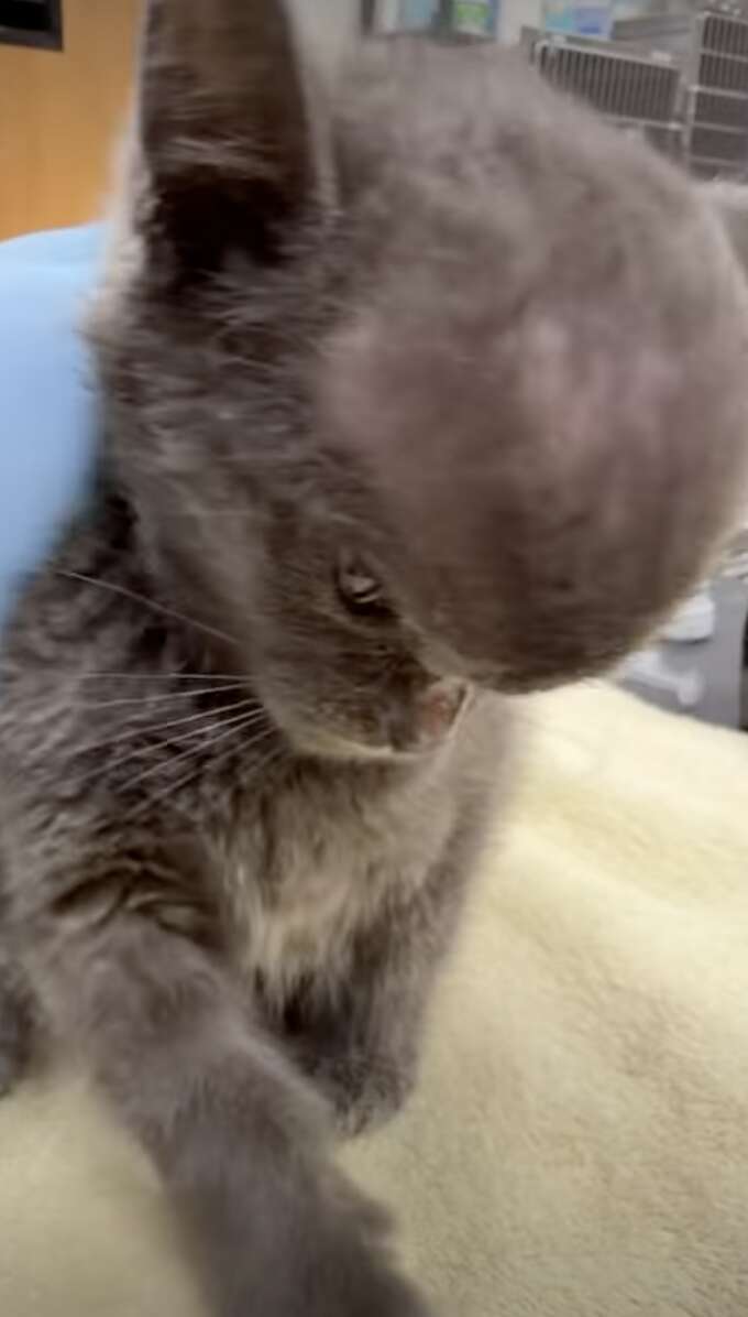 子猫のメガマインド