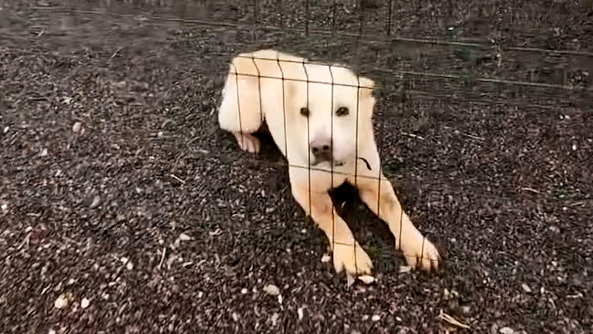 Dog Left Behind During War Couldn't Open His Jaw...Until Now
