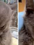 Close-up of Mason the kitten