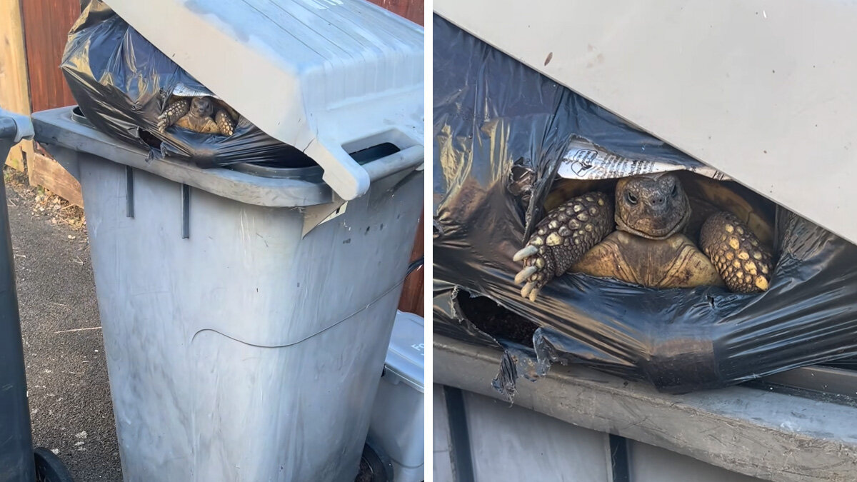 Capa fotográfica da fonte da Pappi: Man Walks Past Overflowing Garbage Bin And Spots A Little Face Peeking Out