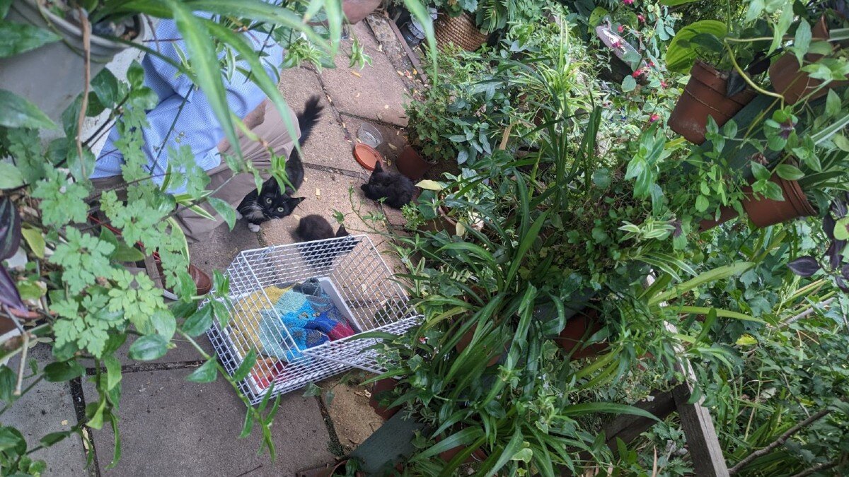 Capa fotográfica da fonte da Pappi: London Man Spots Stray Kitten With Broken Glass Around Her Neck And Rushes To Help