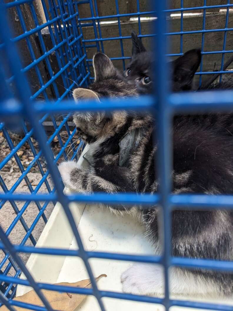 Rescue officer gently freeing the kitten