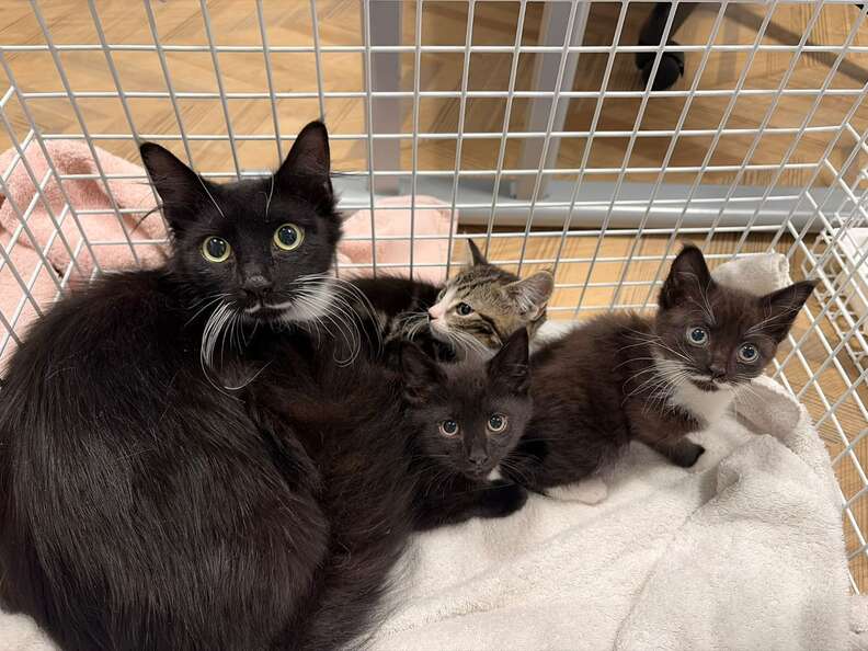 母猫と子猫たち