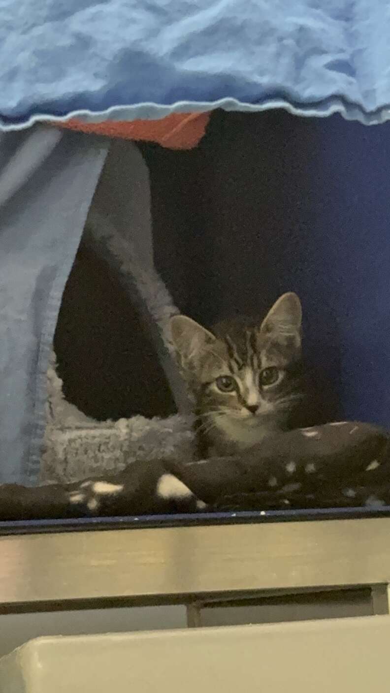 Mama cat with her kittens at the rescue center