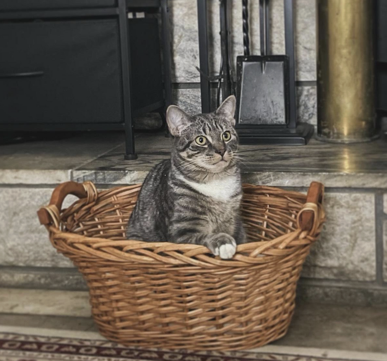 Cat Keeps Getting Sick, Then Vet Finds 35 Of The Same Everyday Item In His Stomach