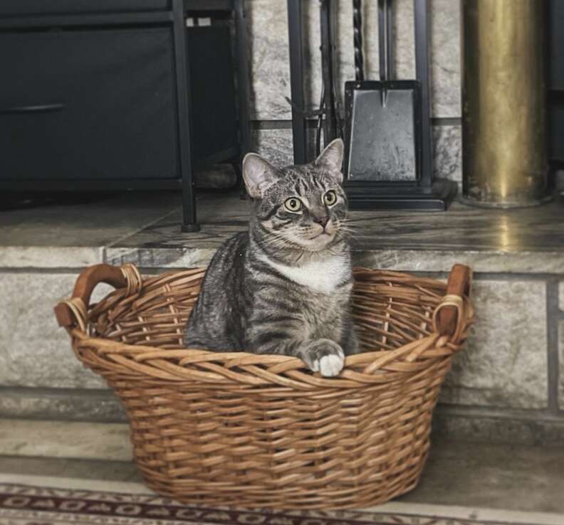 Louie the cat with a sensitive stomach
