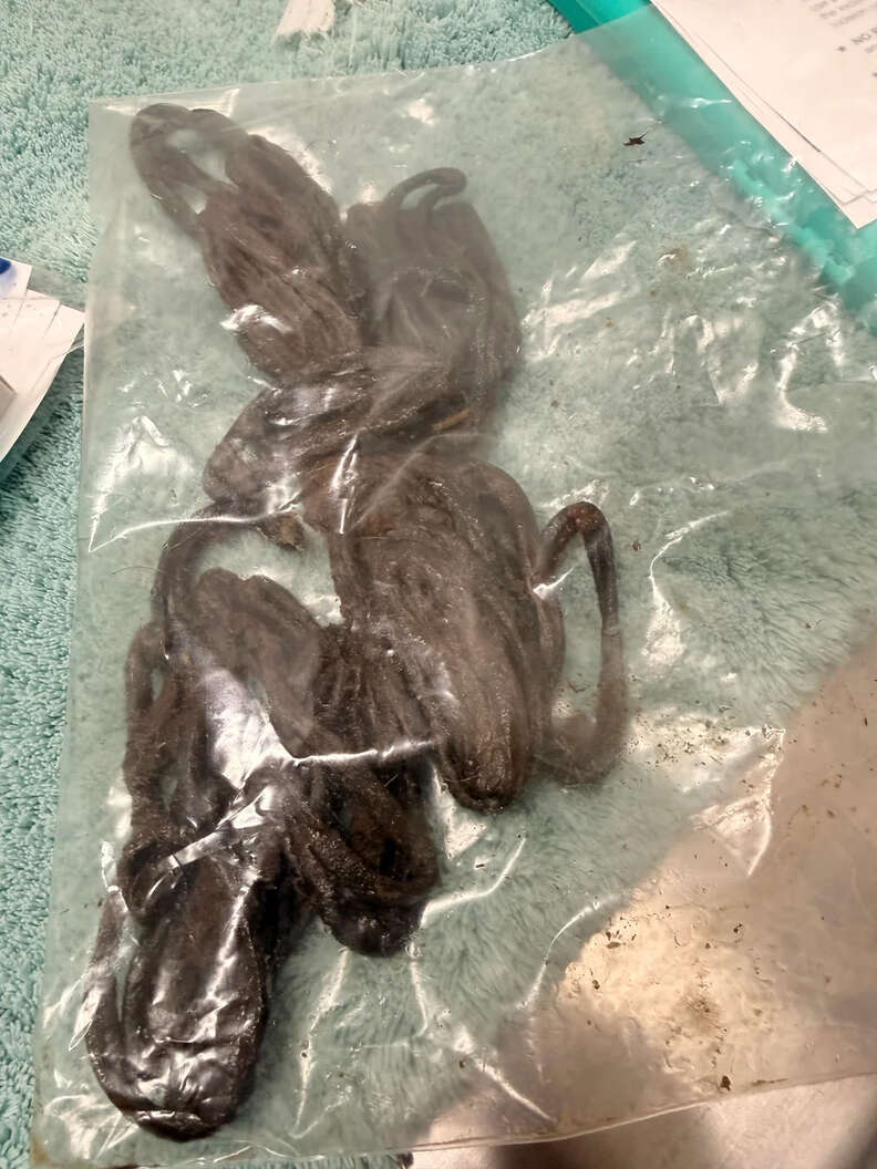 X-ray reveals foreign mass inside Louie's stomach