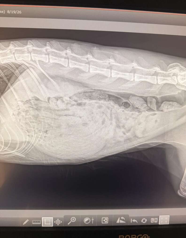Vet examines Louie